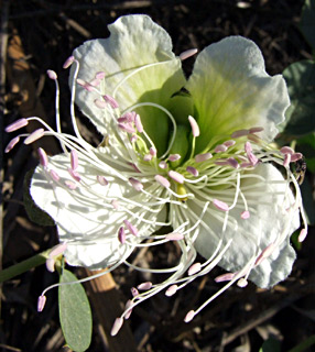 ליד הכינרת, יוני. צילום: © שרה גולד