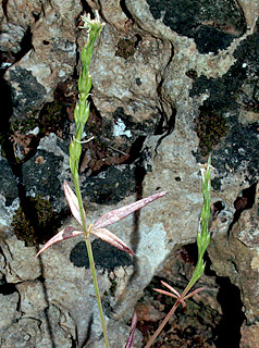 נחל ספונים בכרמל , 5-2014. צילום: © דרור מלמד