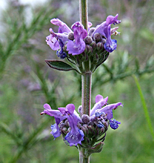 בוסתני גמזו. צילום: © שרה גולד