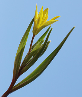 חרמון - סיבוב איציק , 3-2016. צילום: © שרה גולד