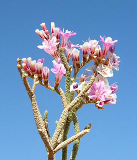 ערבה. צילום: © מורי חן