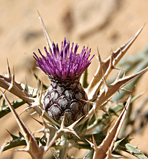 נגב. צילום: © אלי ליבנה