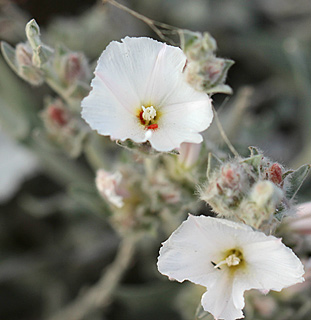 כמהין, 3-2014. צילום: © איתן שפירא