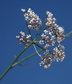 שומרון, מרץ. צילום: © שרה גולד