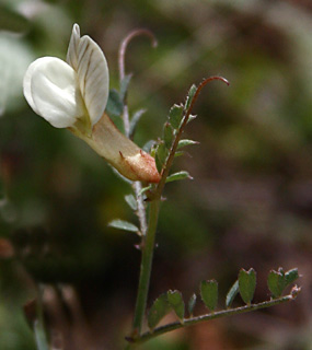 שומרון, מרץ. צילום: © שרה גולד