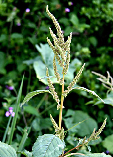 ירבוז עדין, צילום: © אלי ליבנה