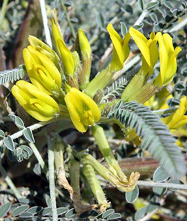 נגב, 3-2015. צילום: © ערגה אלוני