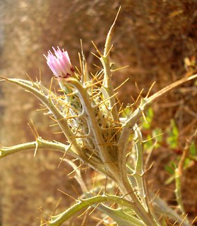 בית נטופה, 7-10. צילום: © יובל עברון