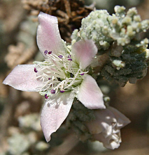 נגב. צילום: © אלי ליבנה