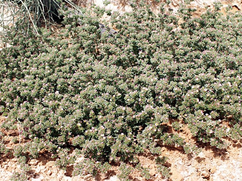הצמח בנוף. צילום: עמרם אשל