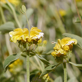 חרמון, 6-2009. צילום: © שרה גולד