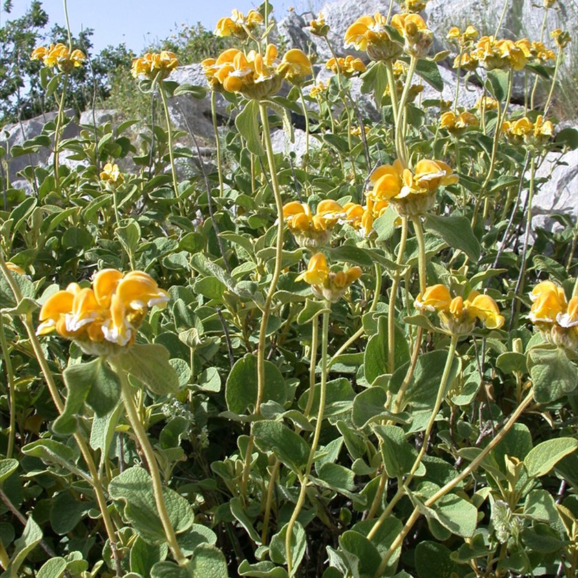 מראה כללי. צילום: אבנר כהן