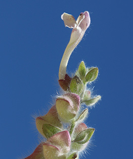 חרמון, 6-2018. צילום: © שרה גולד