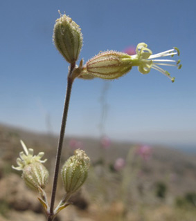 חרמון, 25-6-10. צילום: © עירית צוק קובצ'י