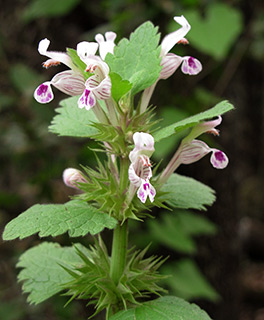 שביל הפיסגה מירון, 4-2014. צילום: © שרה גולד