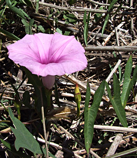 שפך הנעמן, יוני. צילום: © שרה גולד