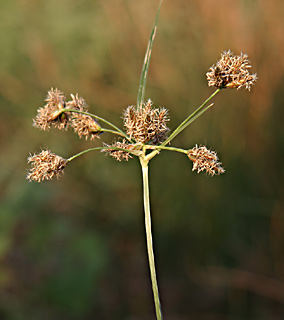 הבאסה בהרצליה, יולי. צילום: © אלי ליבנה