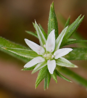 שפלה, מרץ. צילום: © דרור מלמד