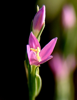 בבאסה בהרצליה, יולי. צילום: © אלי ליבנה