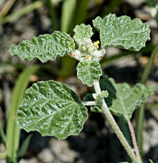 יולי. צילום: © יהודה מרטה