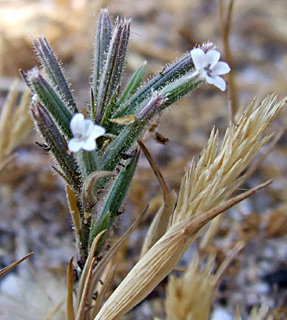 חוף הים ליד נהריה, יוני. צילום: © שרה גולד