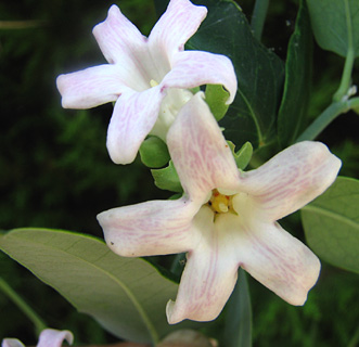 יוני. צילום: © ערגה אלוני