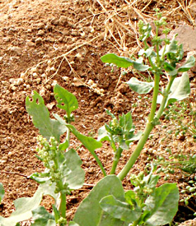 ערבה. צילום: © עמרם אשל