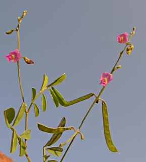 צילום: © מורי חן