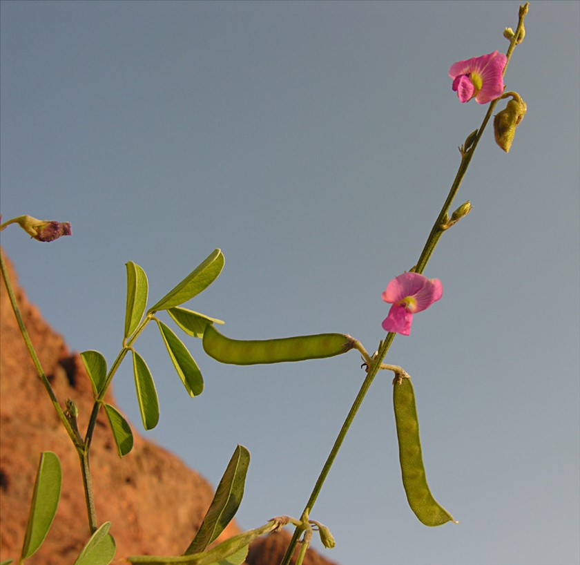 פרטי הצמח. צילום: מורי חן