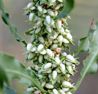 באסה בהרצליה, יולי. צילום: © אלי ליבנה