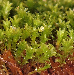 מושב קידרון, 2-2022. צילום: © דרור מלמד