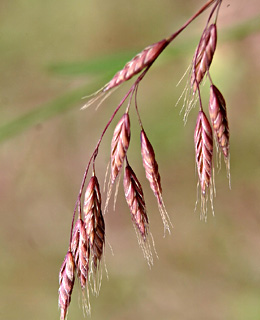 צילום: © אלי ליבנה