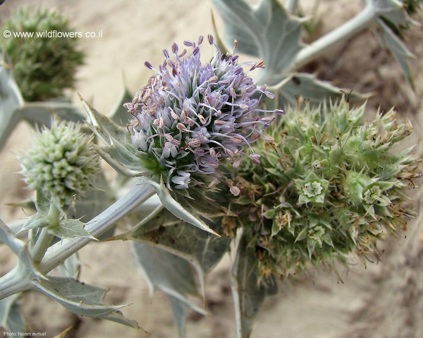פריחה וחנטת פירות. צילום: נעם עביצל