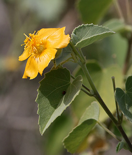 חיברת מזין ים-המלח , 2-2020. צילום: שרה גולד