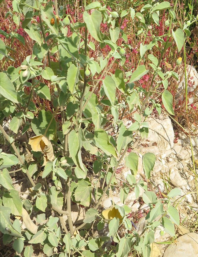 מראה כללי. צילום: שרה גולד