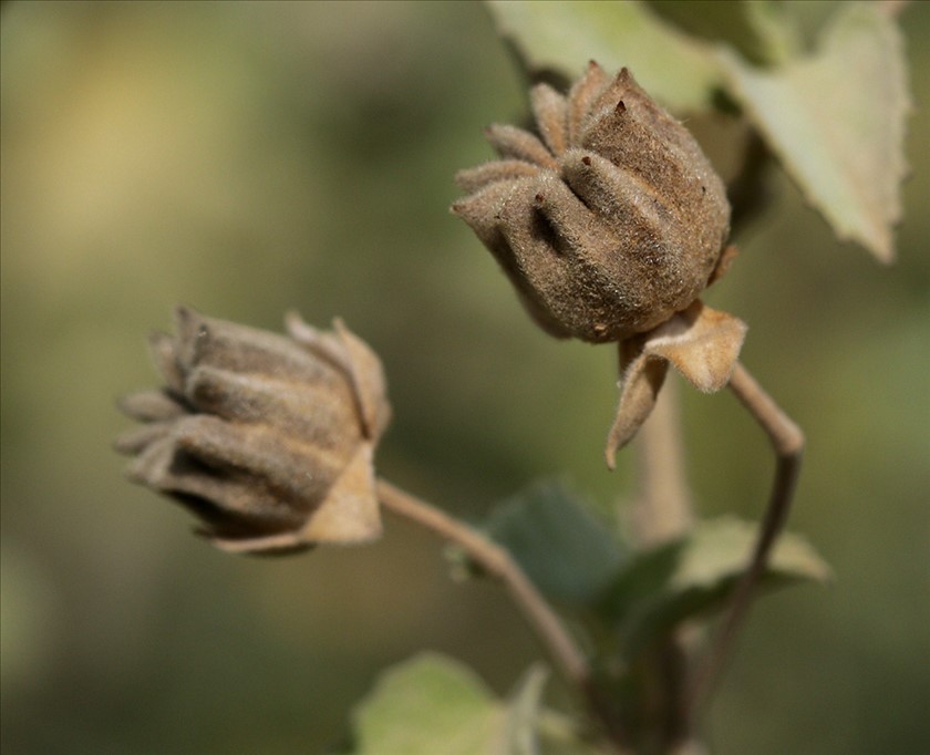 פירות. צילום: שרה גולד