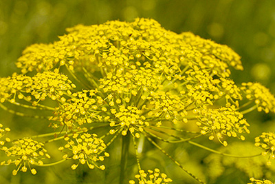 צילום: © שרה גולד