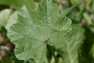 חלמית מצויה