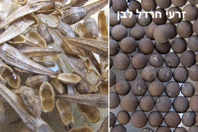 זרעי חרדל לבן