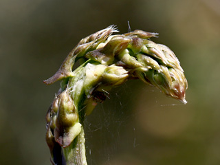 ניצנים של אספרג החורש