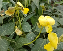 לוביה מצרית