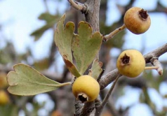 פירות עוזרר קוצני