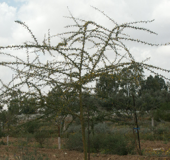שיטה סיאל - נטיעות בנגב. צילום: פבלו צ'רקסקי