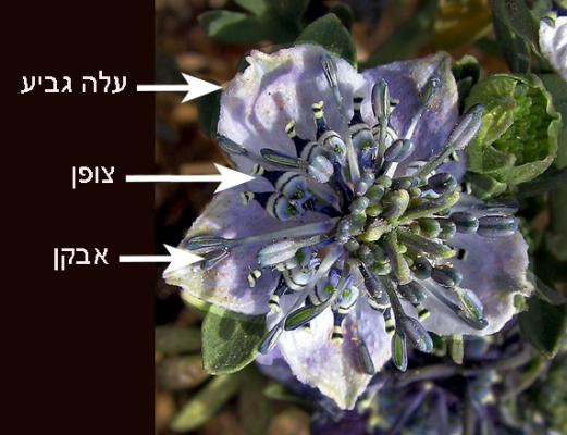 תמונה מס 1, פרח קצח השדה במבט מלמעלה. (צילום: נעם עביצל)