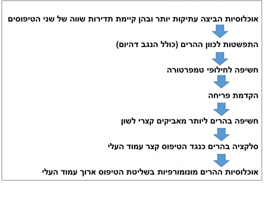 איור 7, תסריט להתפתחות שני האקוטיפים בנרקיס