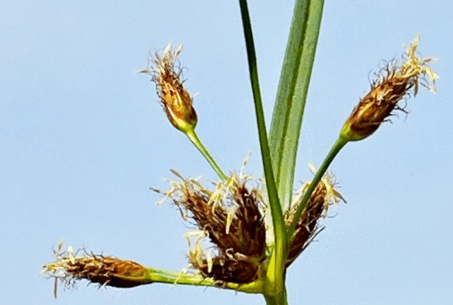 חרמון, יולי. צילום: © צביקה אבני
