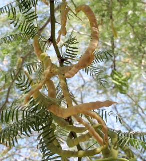 אילנות, 3-3-2014. צילום: © שרה גולד