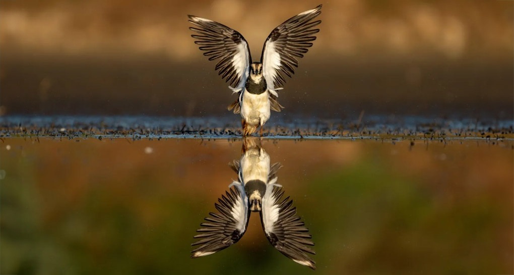 צילום: דניאל כץ