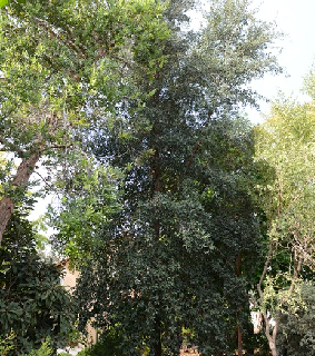 אלון וירג'יני - מראה כללי, סתריה. צילום: סימה קגן
