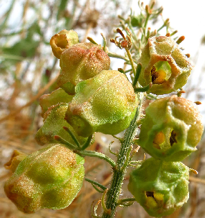 אלונה, אפריל 2010. צילום: נעם עביצל